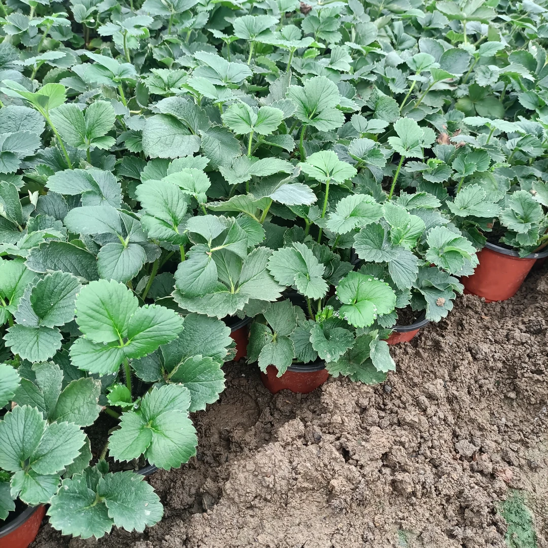 杯苗10颗发货奶油草莓苗盆栽带盆带土四季草莓新苗阳台庭院种植苗