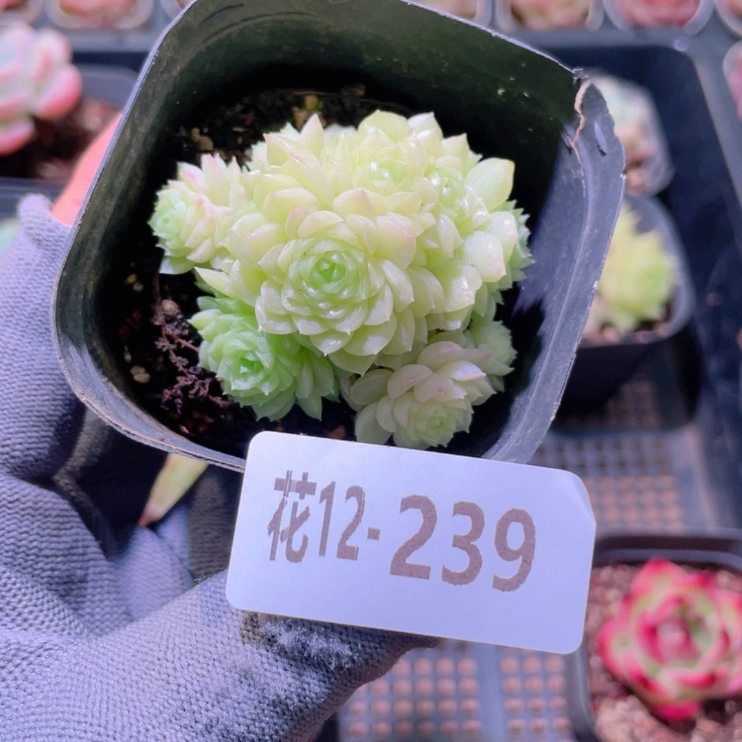 花利美12-239麦秆群