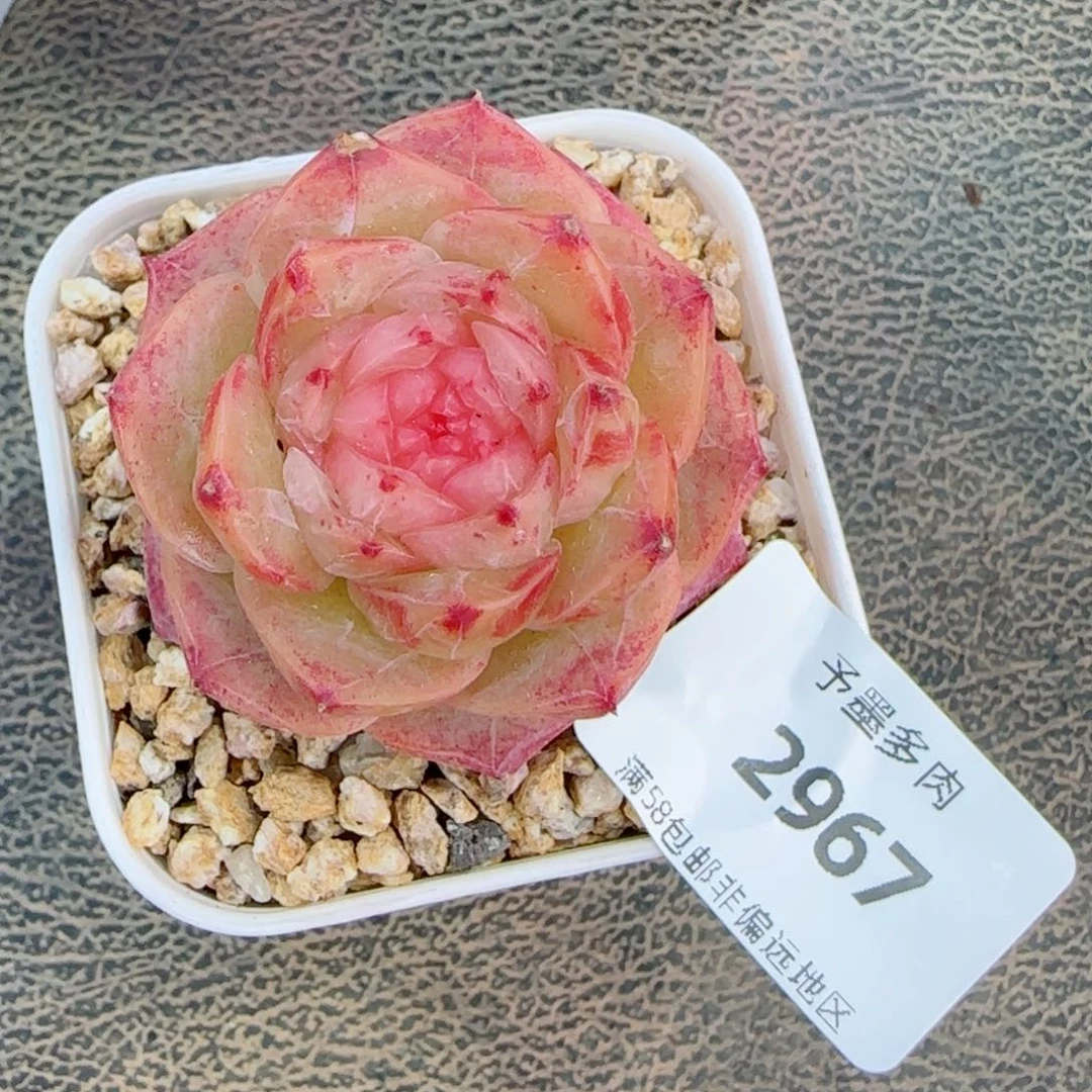 粉山茶，2967多肉植物