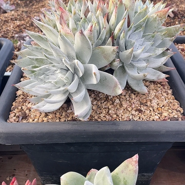 大厚叶杂雪山苹果叶