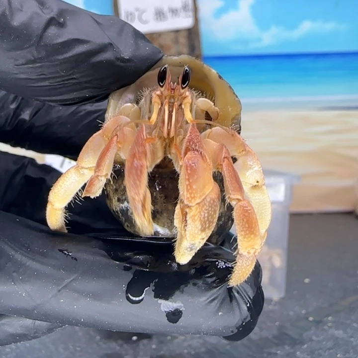 A36-1.5口粉粉黄黄