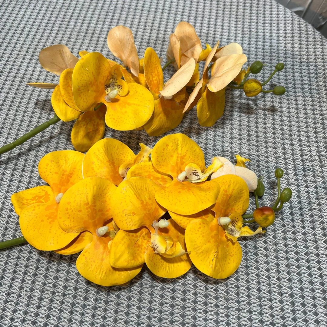 3D打印胶片蝴蝶兰