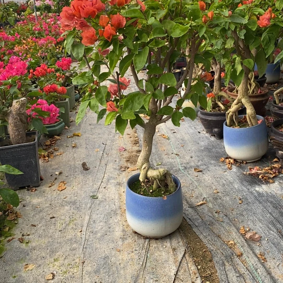 无花朵三角梅阿努娜