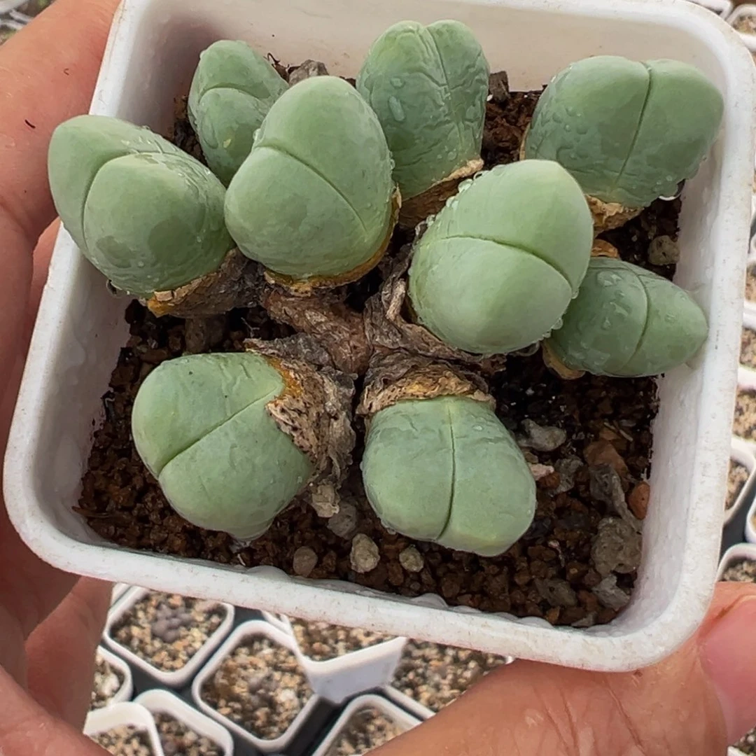 粉拳头带盆多肉植物