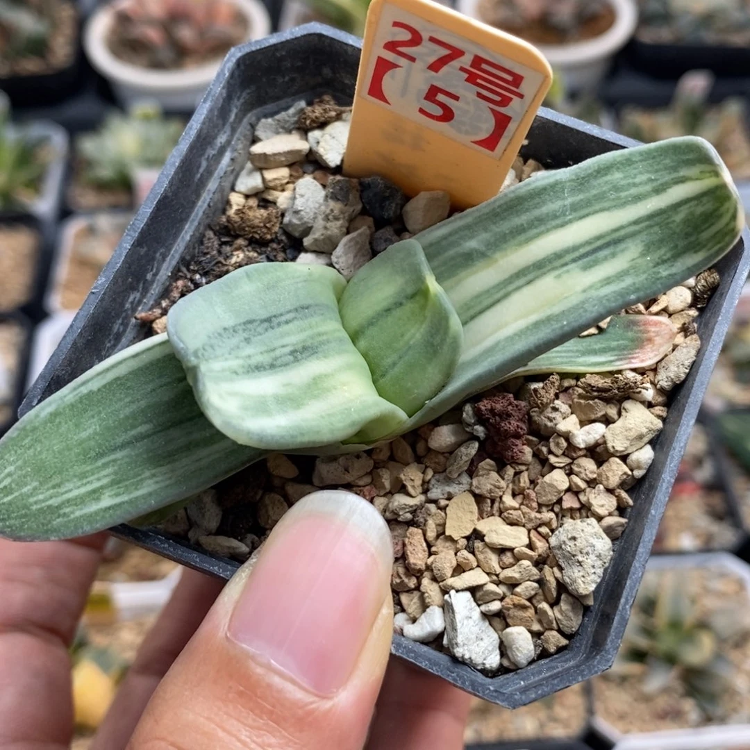 27卧牛锦一物一拍