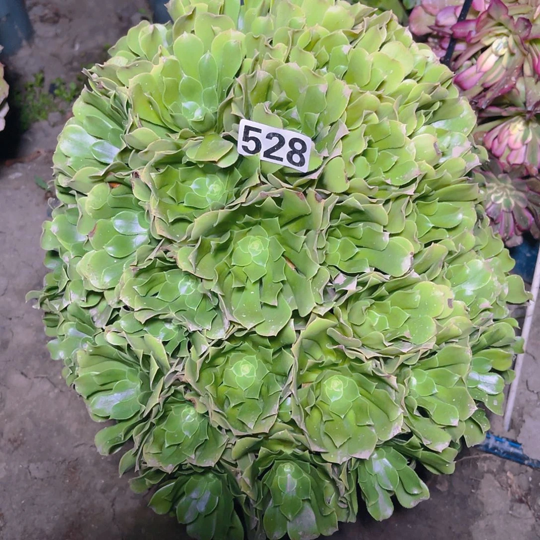 法师法师13/-28包邮法师