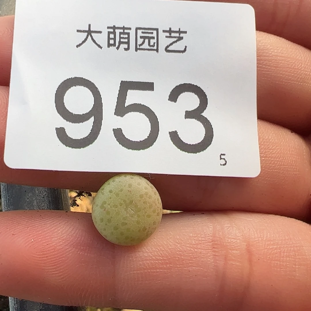 0000953量拍SB1197史莱克1颗