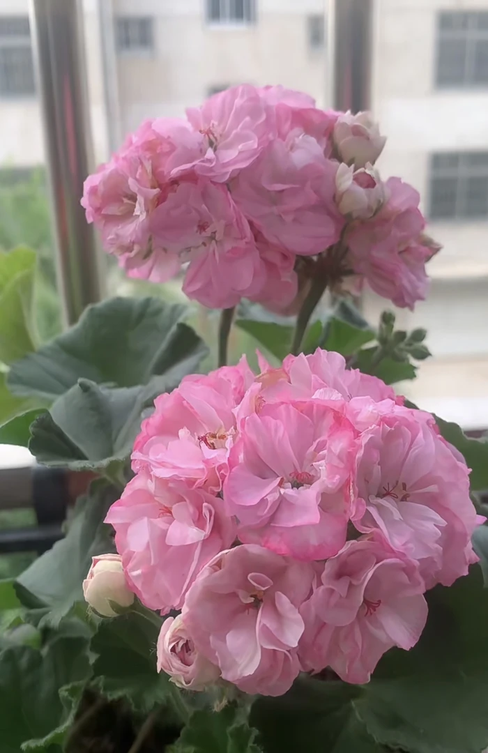 【玛丽尚塔尔】重瓣大花球直立系列天竺葵