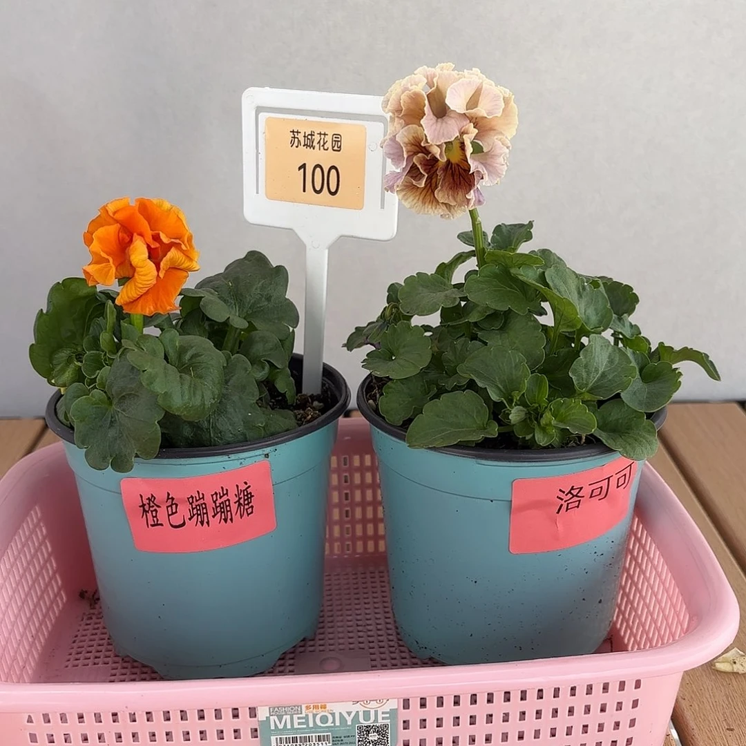 大部分开放少量花苞100