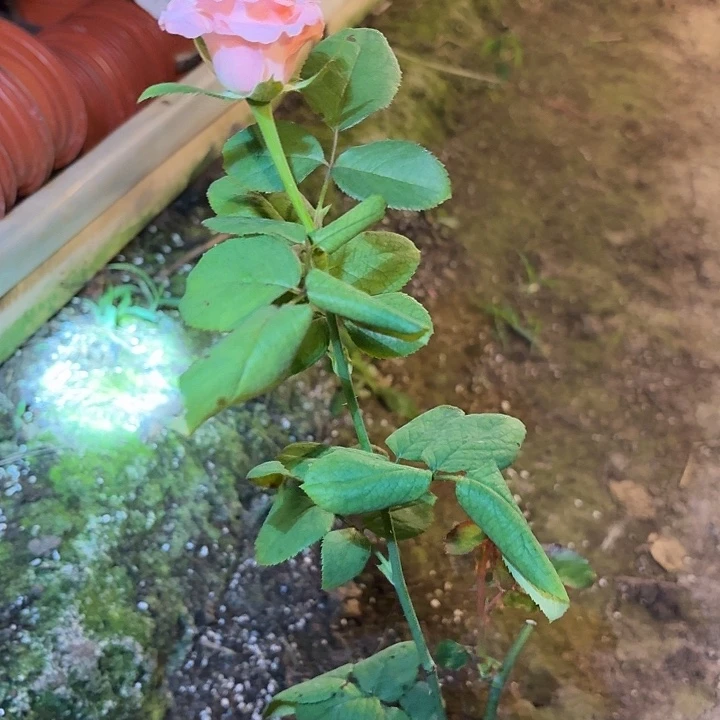 无花朵落樱一棵小苗