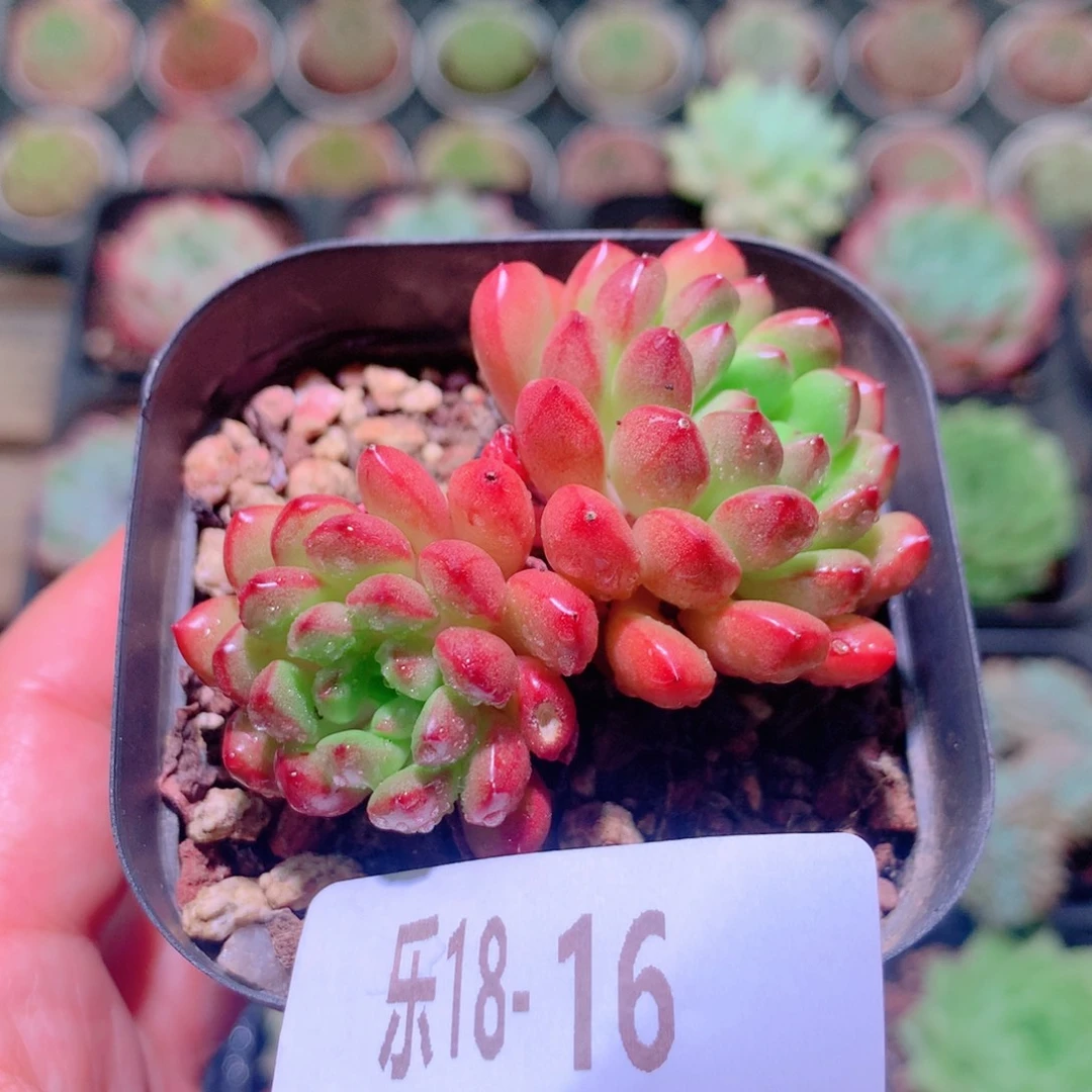 乐然18-16 红宝石