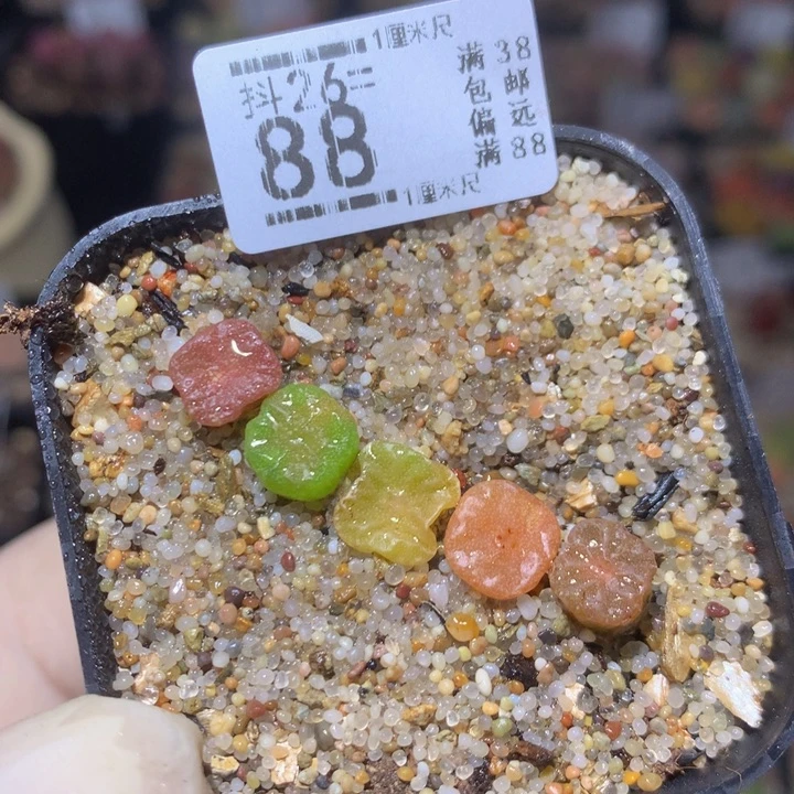 小****爱精品生石花26.88