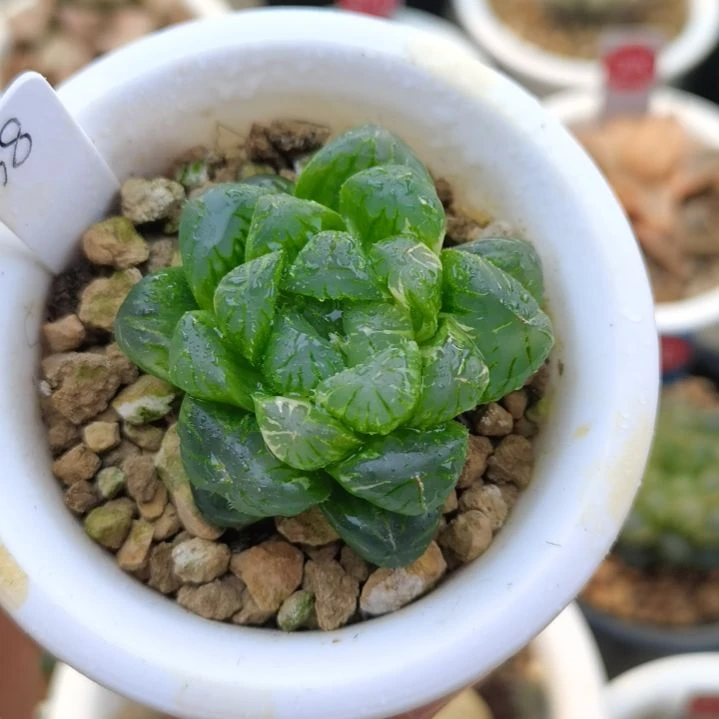 38号紫玉玉露锦一物一拍带盆土发货满38包邮