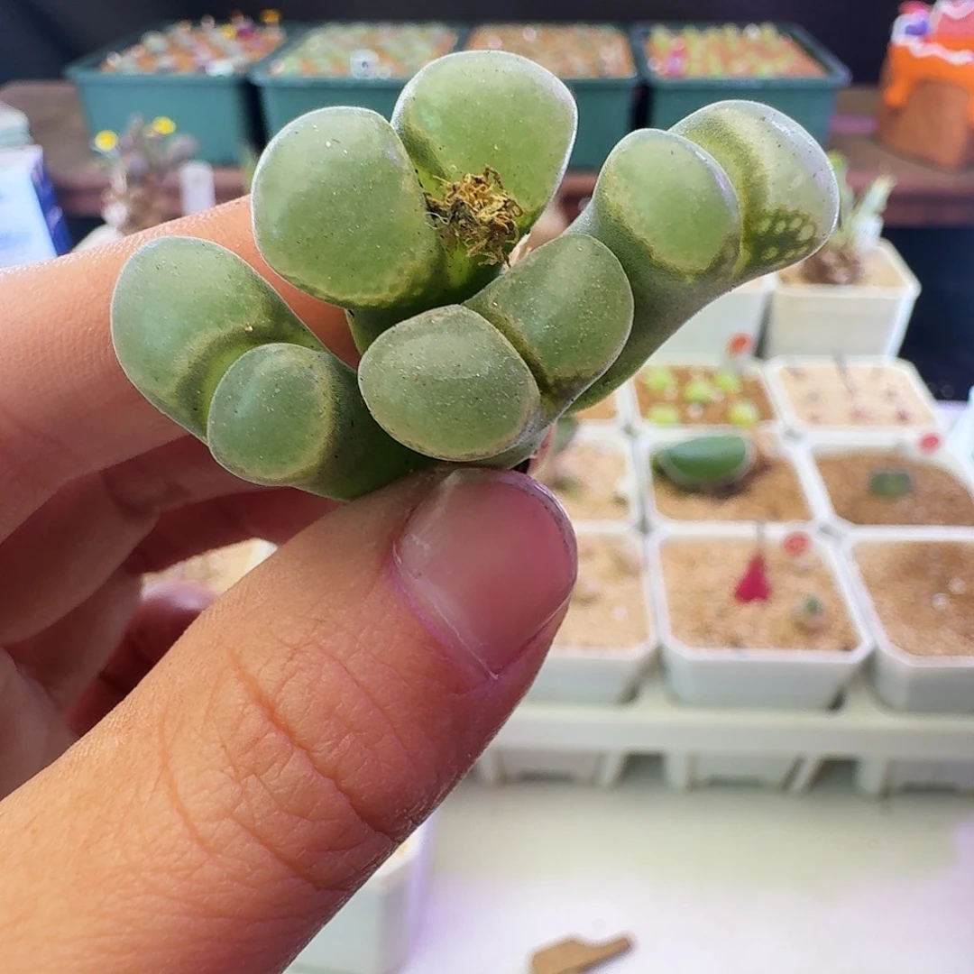 多肉植物福利宽透窗选拔紫罗兰风铃869