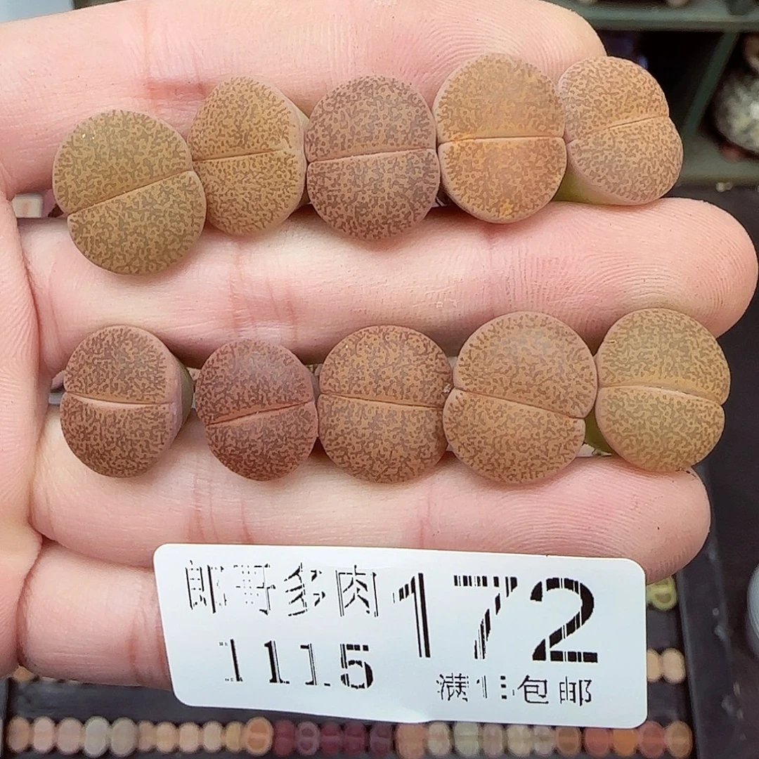 满满18包邮1115-172
