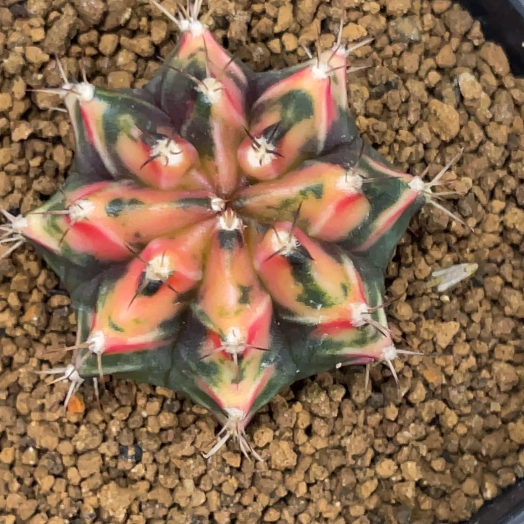 当前无花朵，栽培后可花朵橘黄虎斑米哈