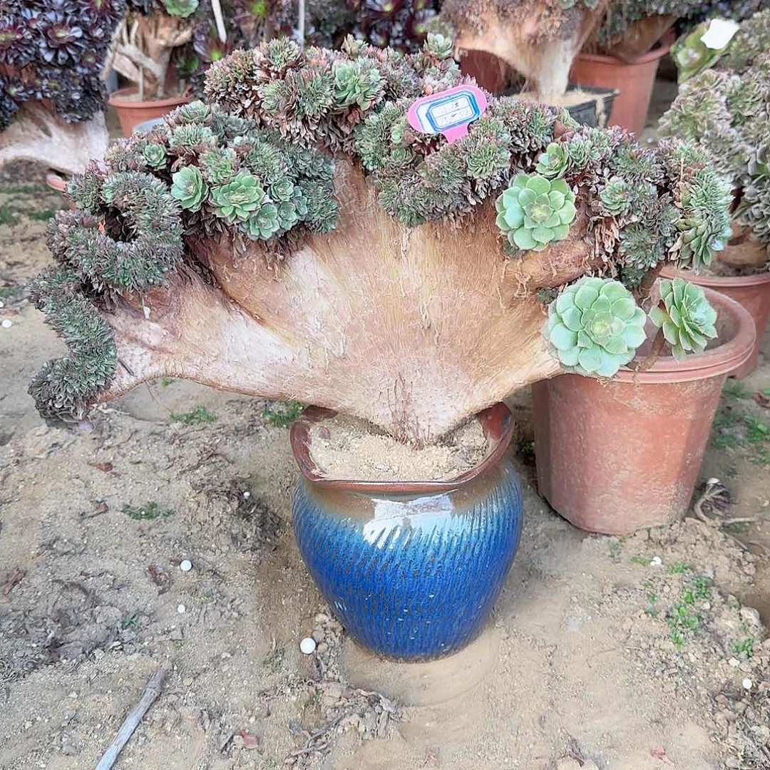 小*万缀有伤一颗150减5810级灯牌福利