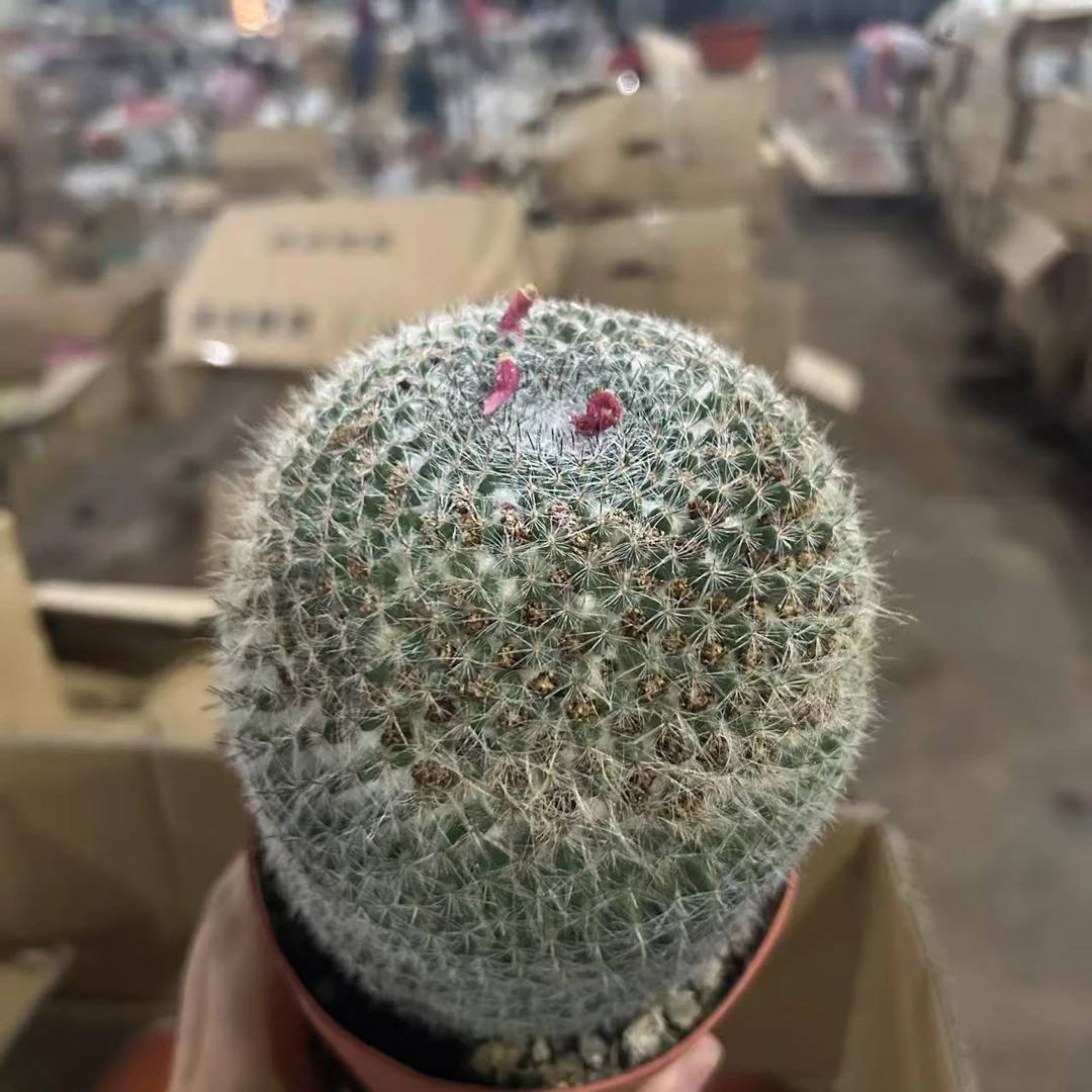 玉翁  仙人球夏型种绿植盆栽阳台办公室摆件