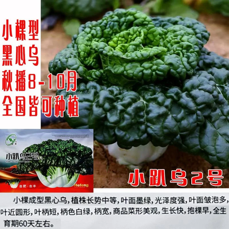 黑心乌菜种子四季耐寒青菜乌塌菜种子籽正品秋冬黑菜大叶乌塌菜籽
