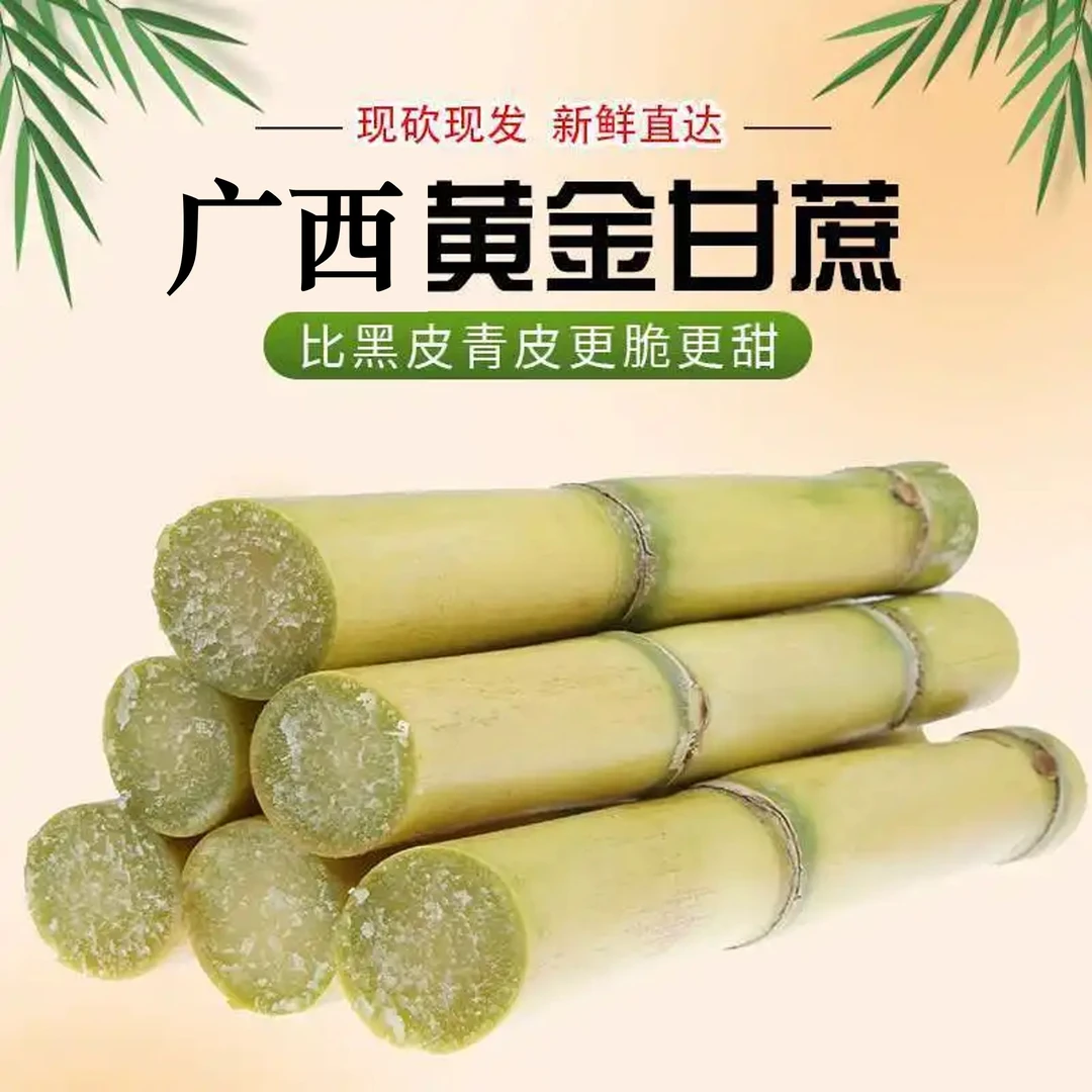 【广西黄金甘蔗】新鲜现摘脆甜多汁当季水果产地直发