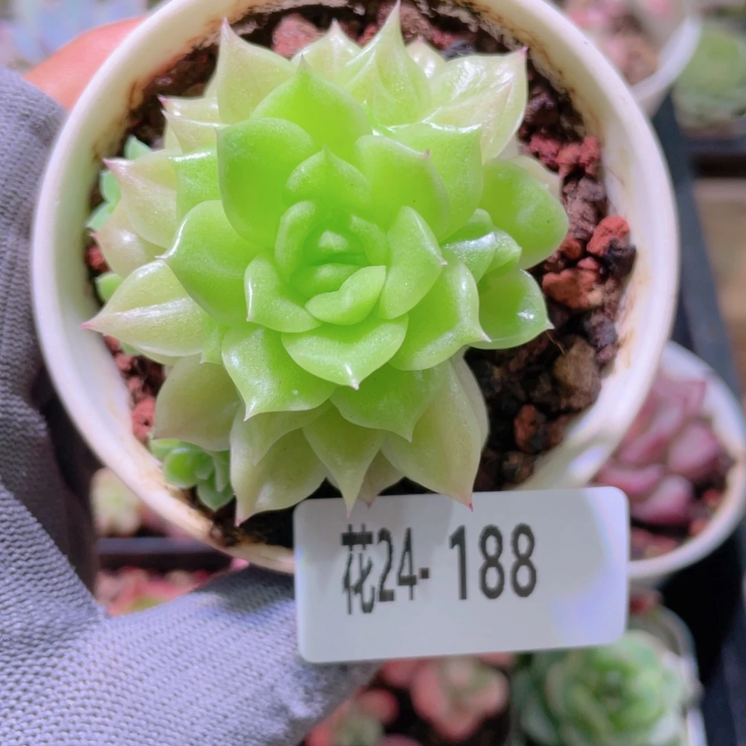 花利美24-188幻影