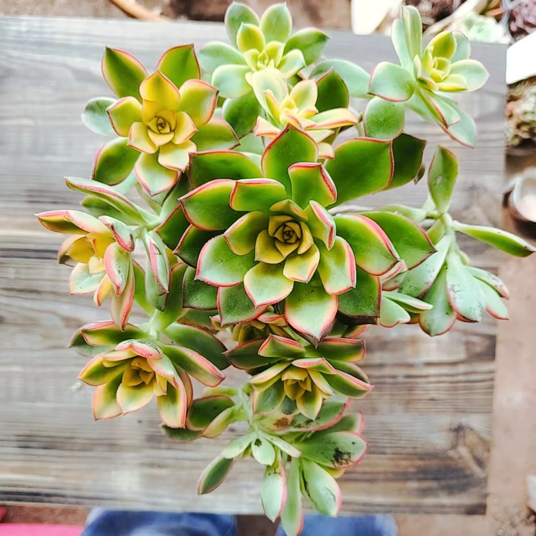 【艳日辉多肉 一颗满9.9包邮】阳台露台绿植栽种养护