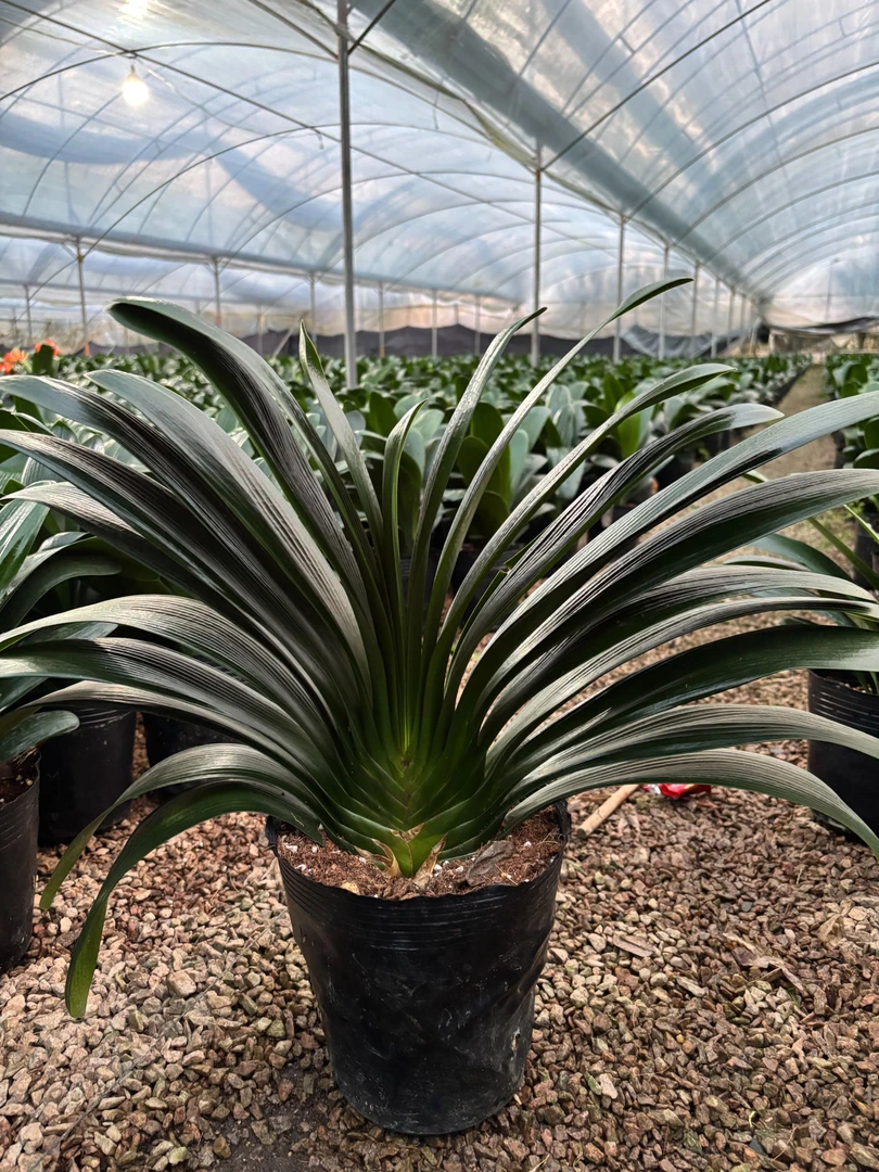 【精品】君子兰盆栽14年以上大苗室内观叶绿植好养绿植四季常青