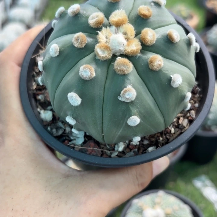 119控水干好养皮实