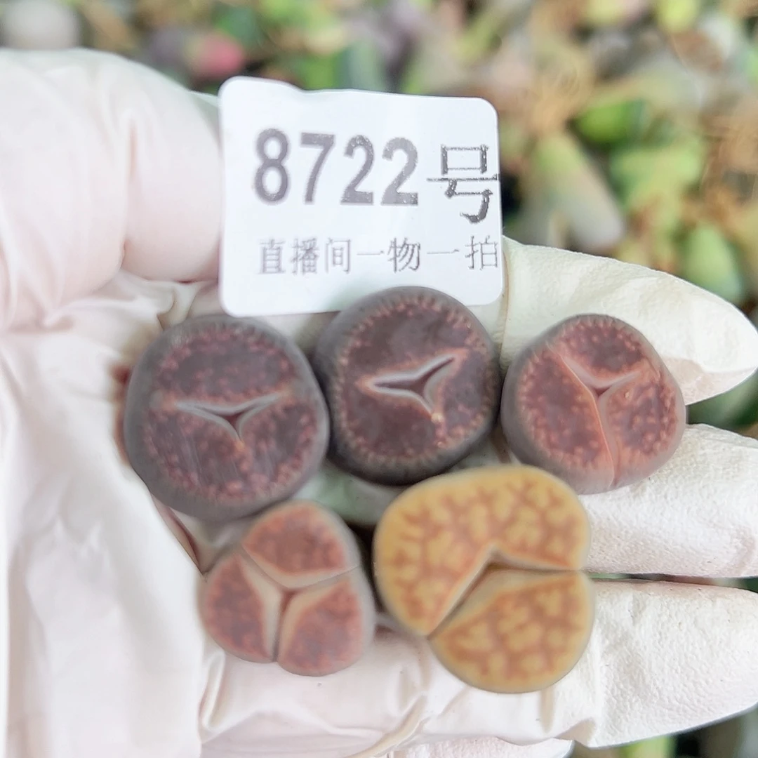 8722 好养易活生石花大母本奔奔5个1.6cm左右