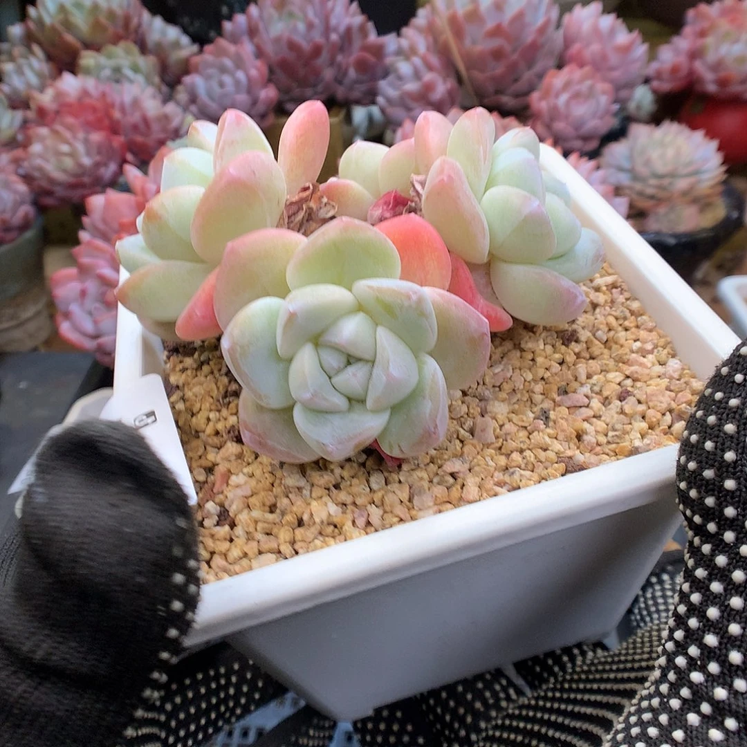 937冰玉多肉植物66666