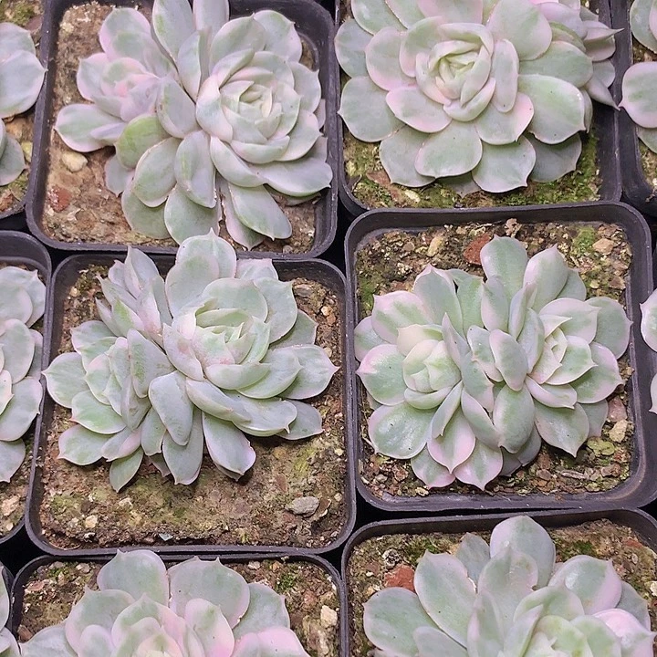 昂斯诺锦双头脱土