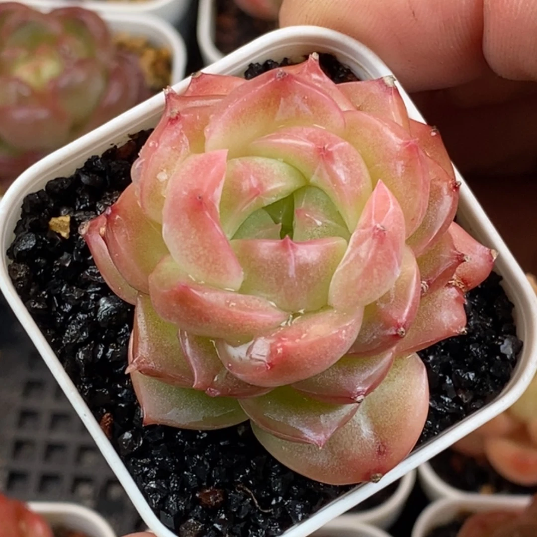 天官赐福百无禁忌