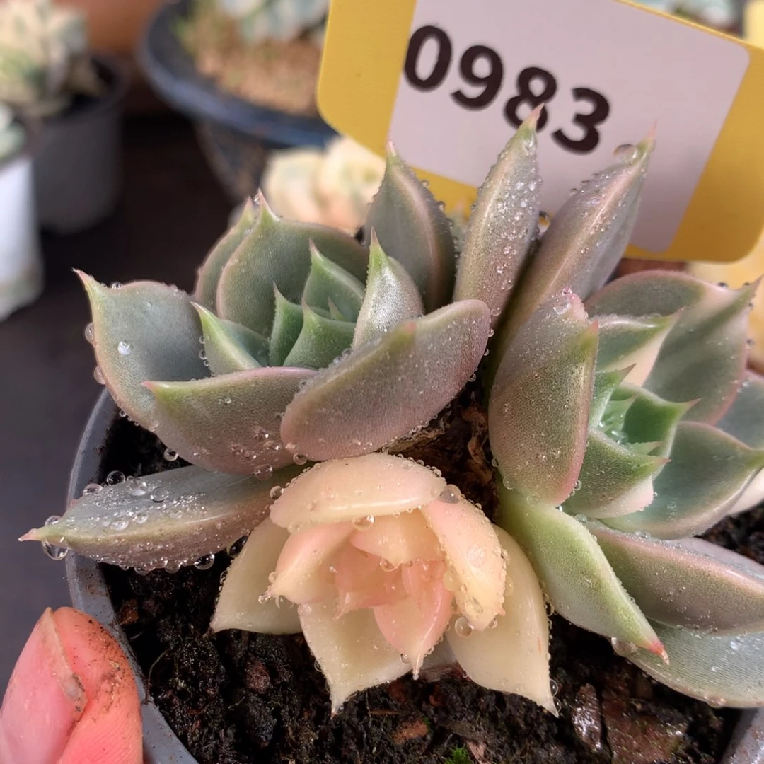 983贝加尔湖三个状态hggg