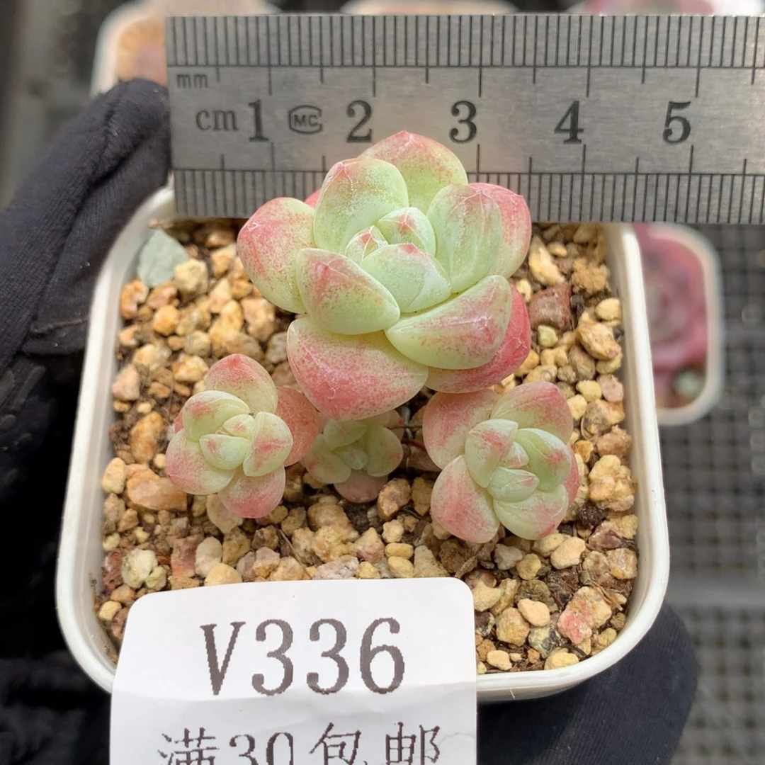 336。小脸带腿冰玉。四头。