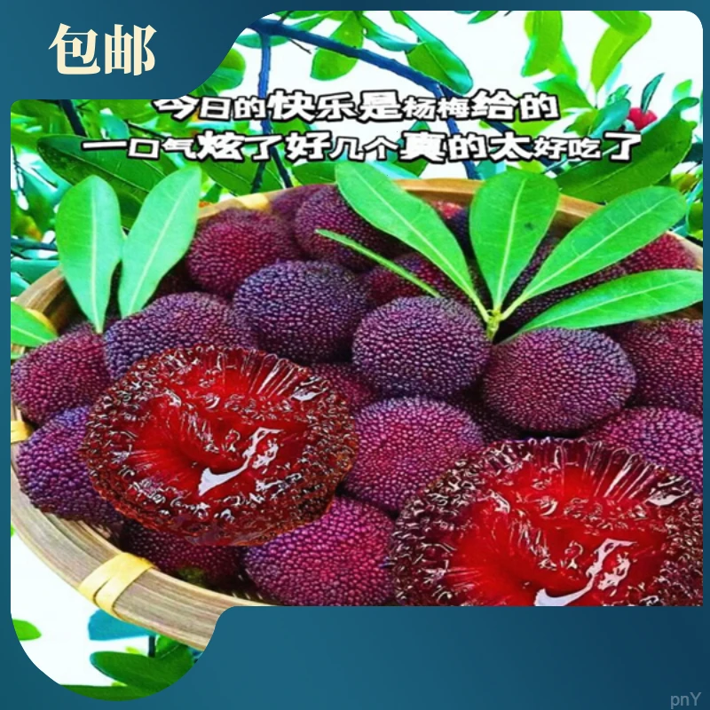 （直播间）特大杨梅树苗东魁南方嫁接黑炭水果树果苗南方种植地栽苗