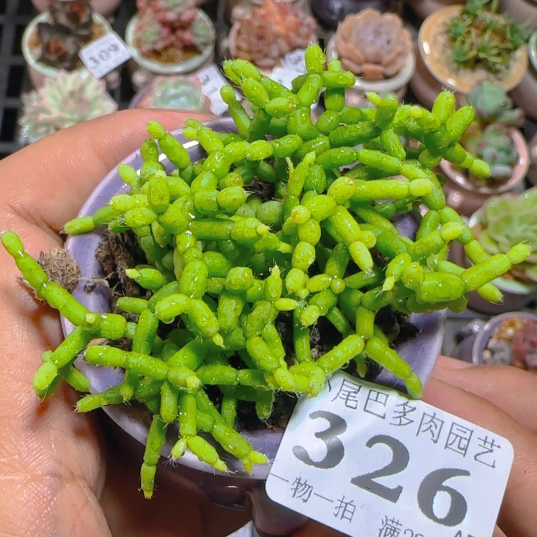 AP小尾巴5CM迷你拇指盆栽精控多肉326