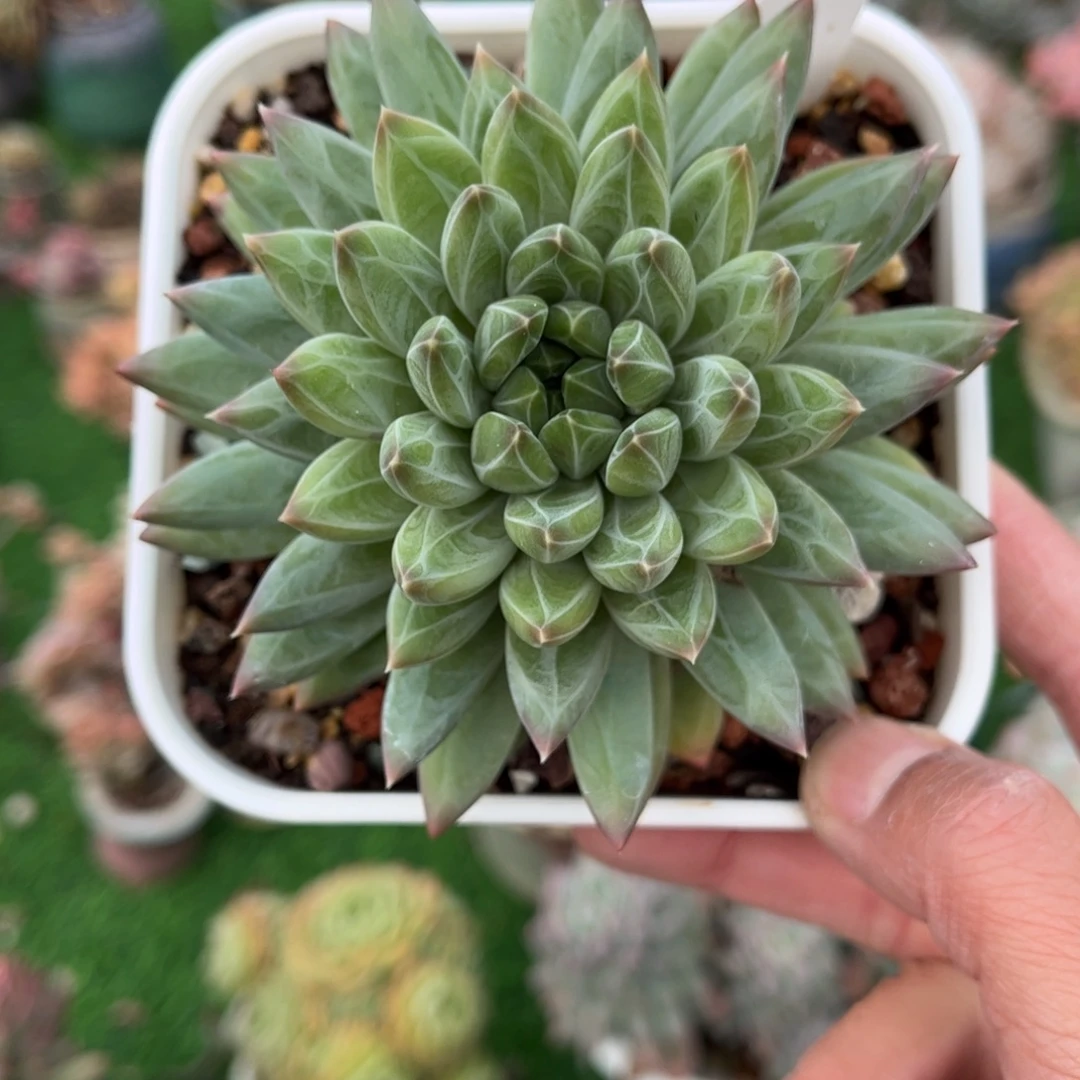 多肉植物0907满30包邮