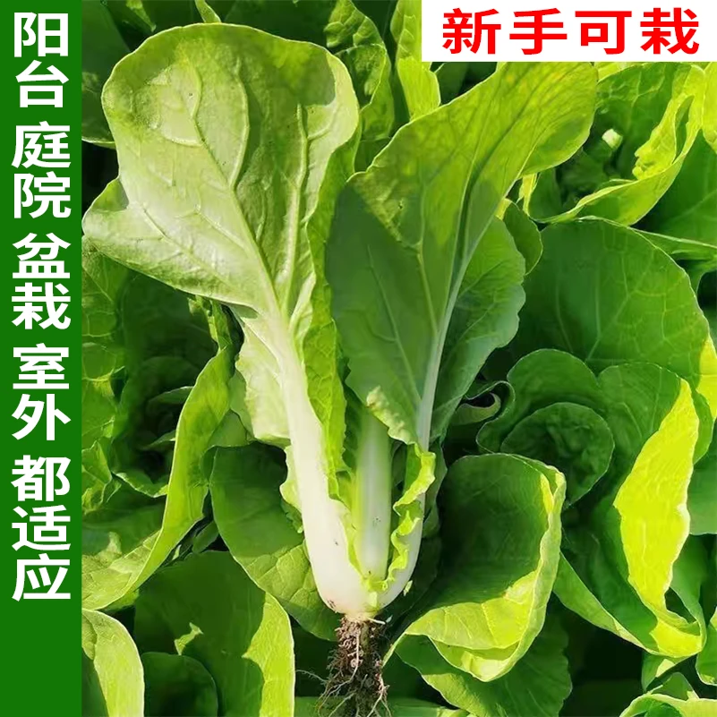 贵农888 盆栽四季速生小白菜鲜嫩易播适合阳台种植蔬菜种子