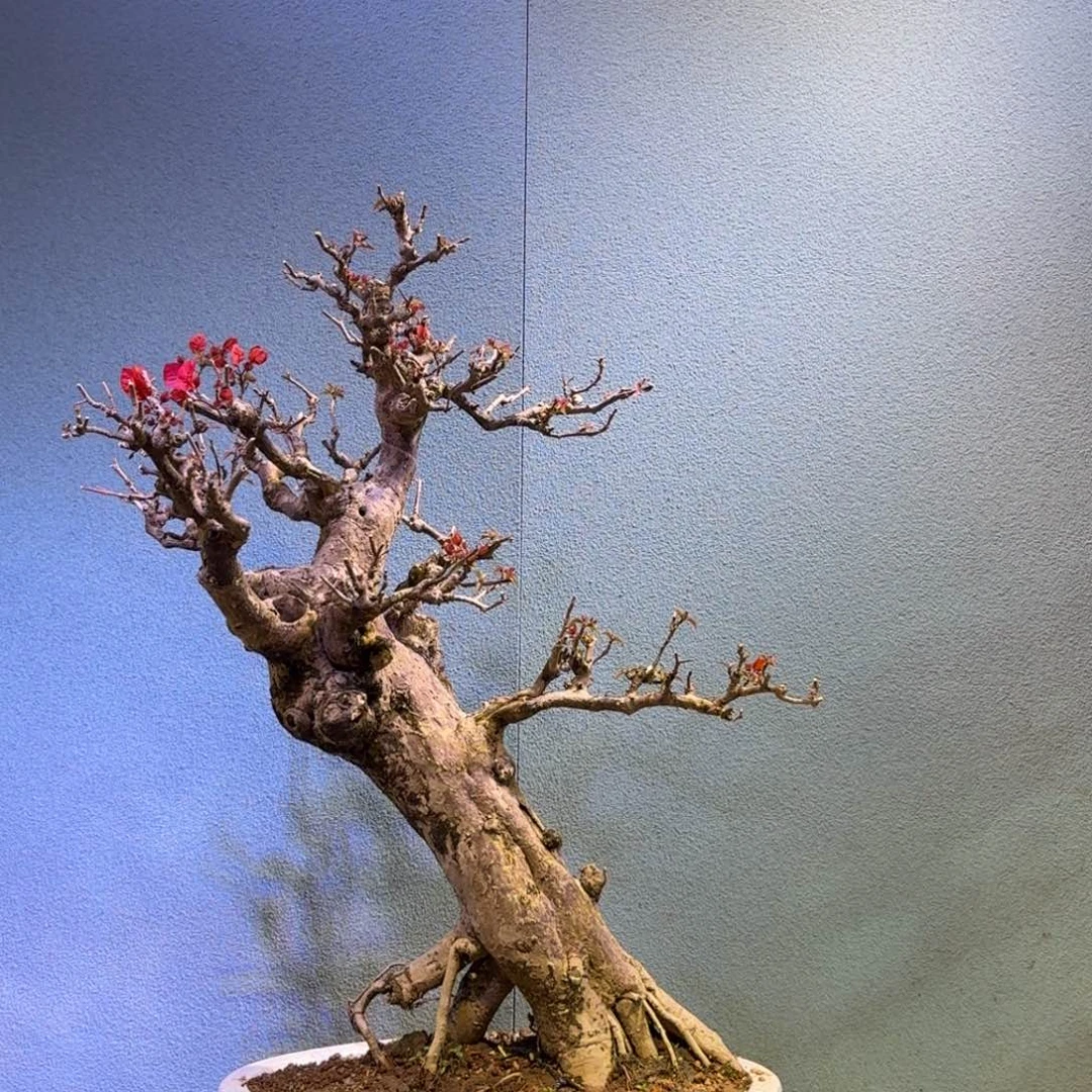 上***水无花朵三角梅盆景一物一拍