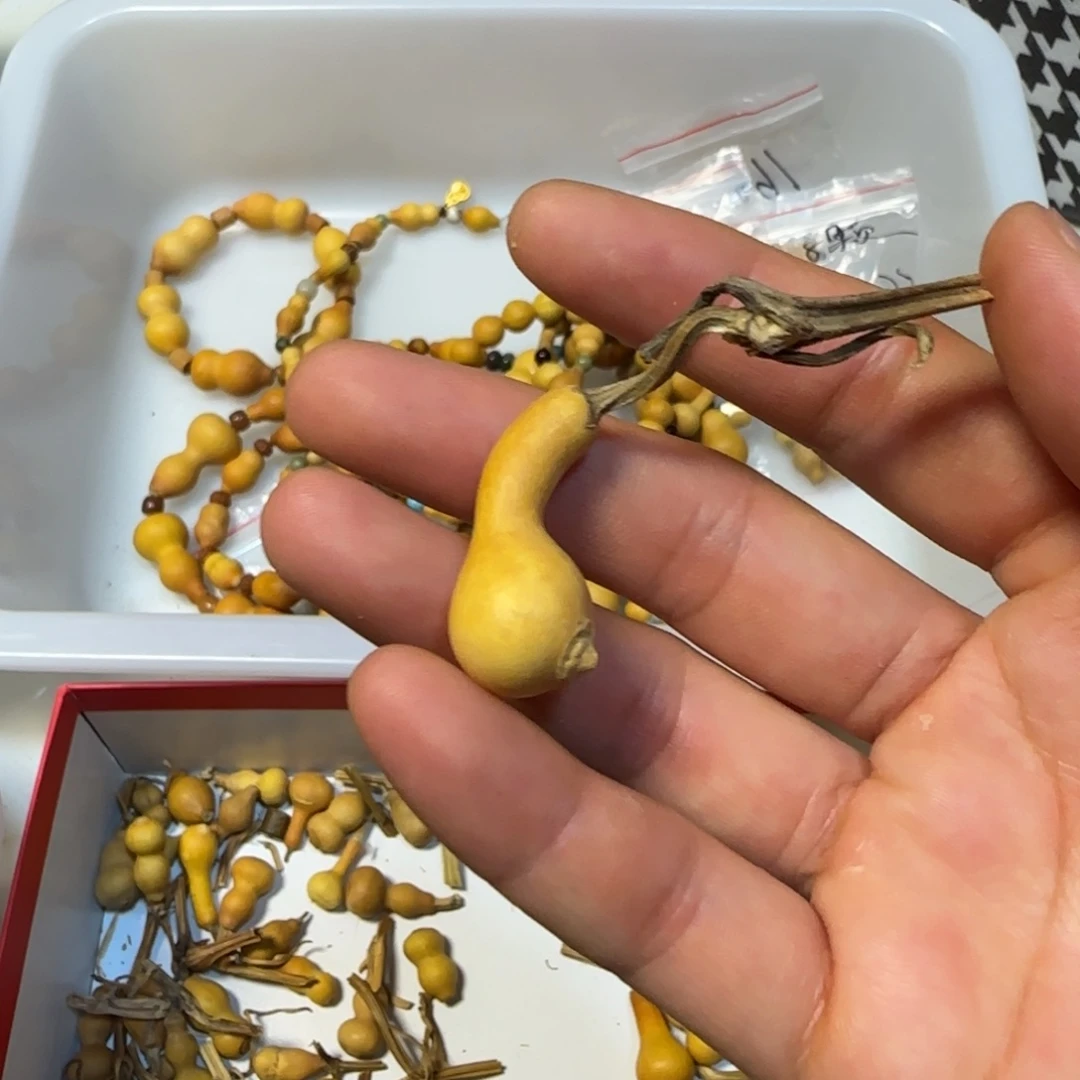 哇****?天然草里金小葫芦