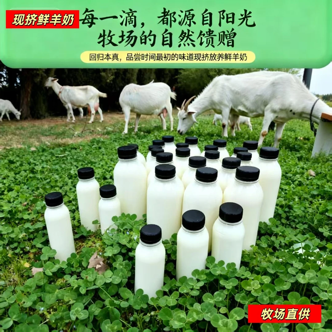 羊奶 顺丰包邮 每天放养鲜羊奶零添加牧场直供老人小孩