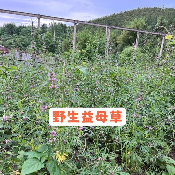 江西赣南野生益母草红花艾晒干干货