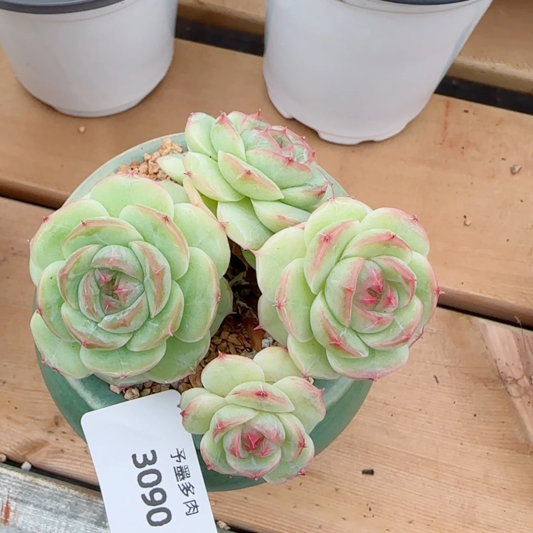 长杆白芷，3090多肉植物