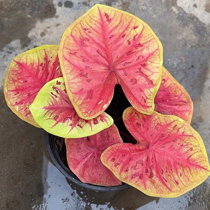 18-1115彩叶芋广东现货