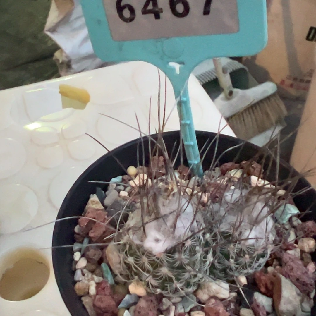 S***a6467 迪克森双头实生裸根发货