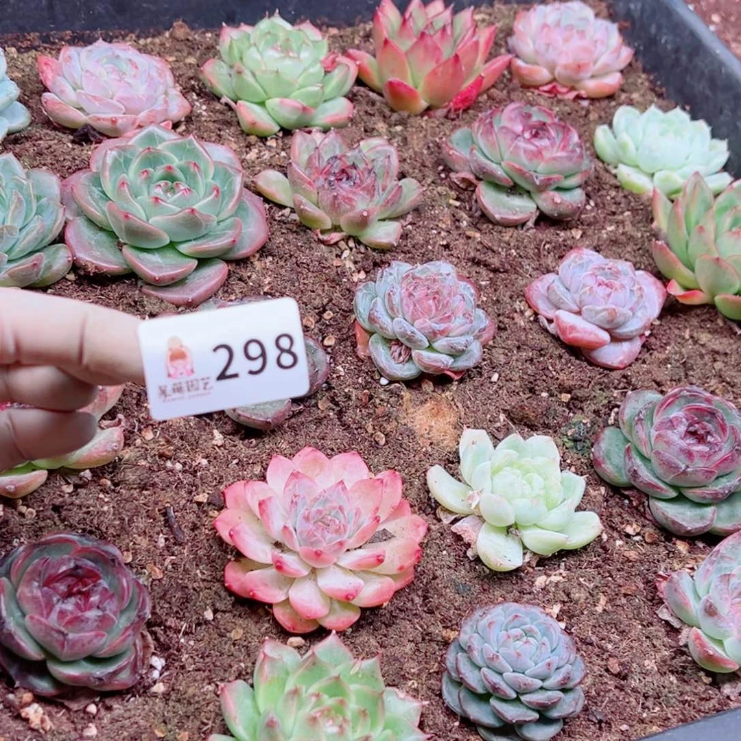 陈***太多肉植物多肉植物