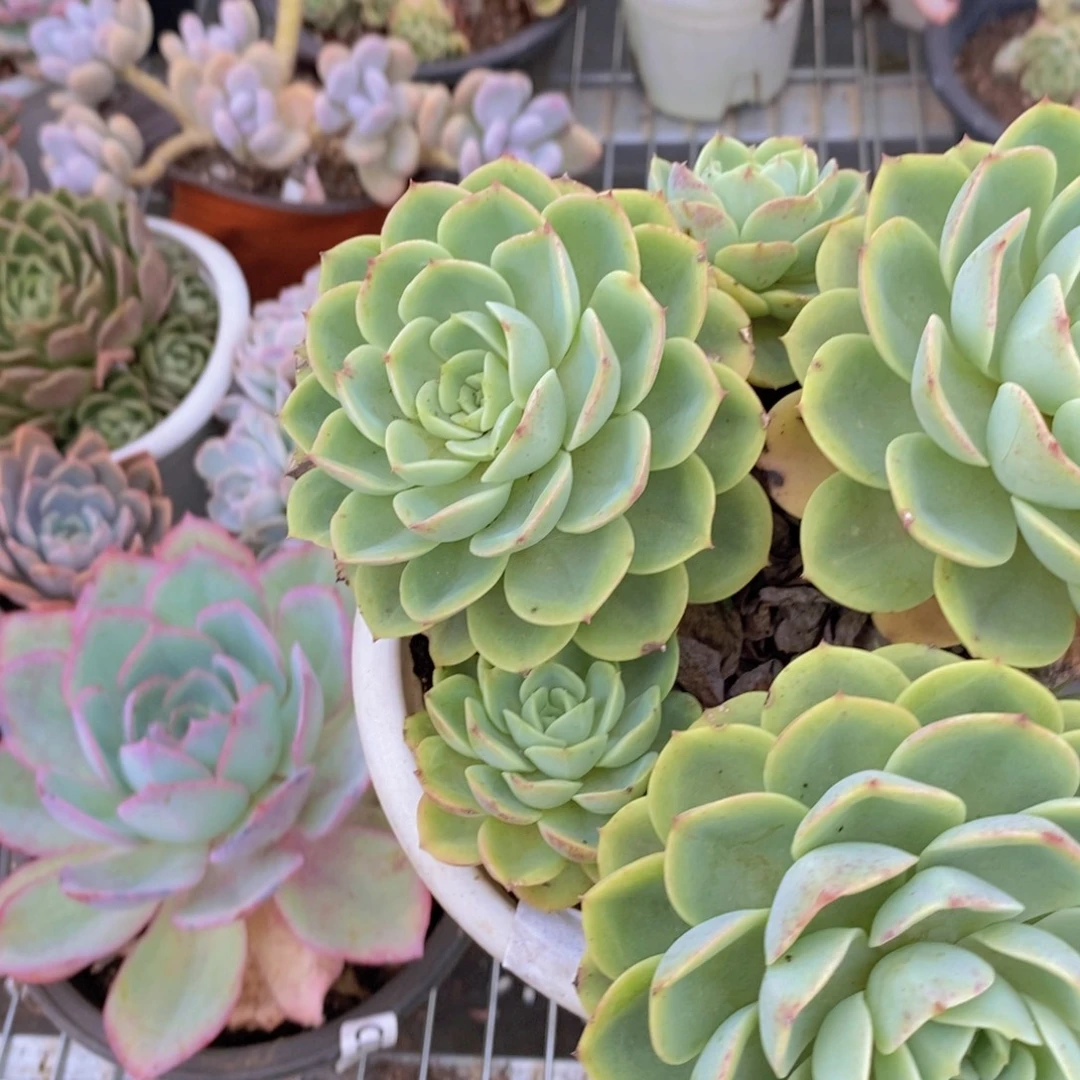 956哈密瓜多头一物一拍