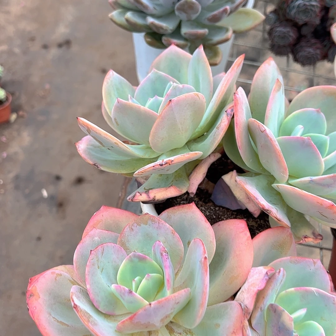 白凤双头起发精品特价