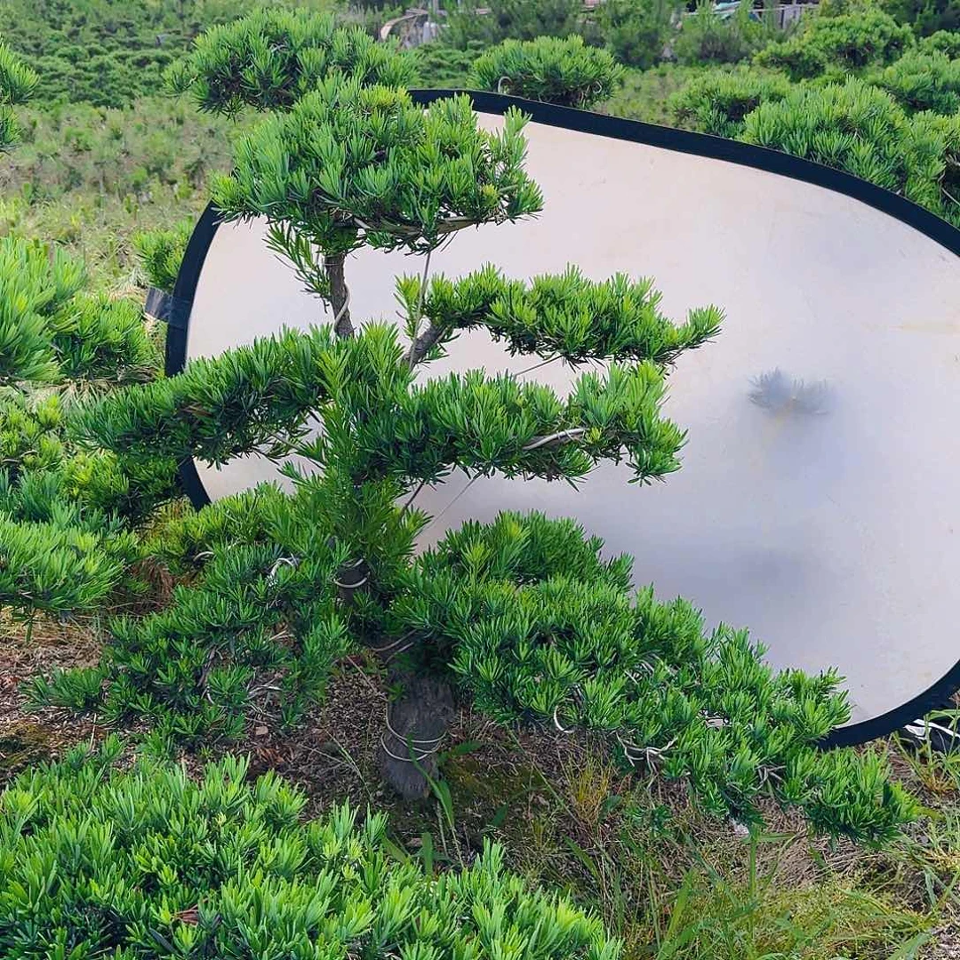 无花朵添*罗汉松盆景艺术