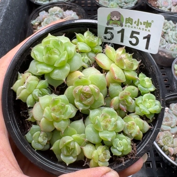 多肉植物多肉植物